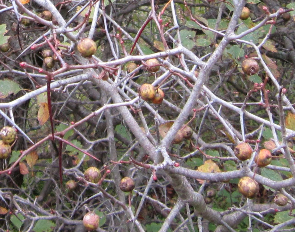 Hawthorn fruit